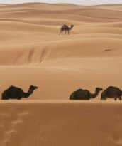 camels on desert