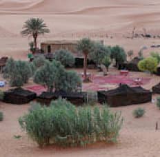 plants and houses in desert