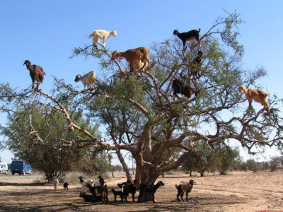 mountain goats on the tree